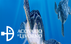 acquario